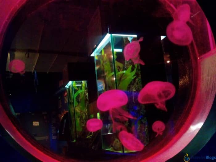 Разноцветные медузы
