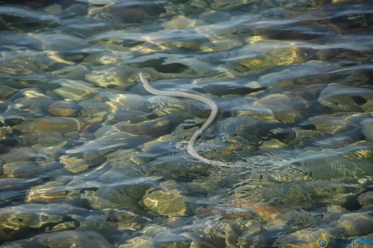 Карадагские змеи в анапе. Морские змеи в черном море. Морские змеи Утриш. Морская змея в Анапе. Морские змеи в черном море Анапа.