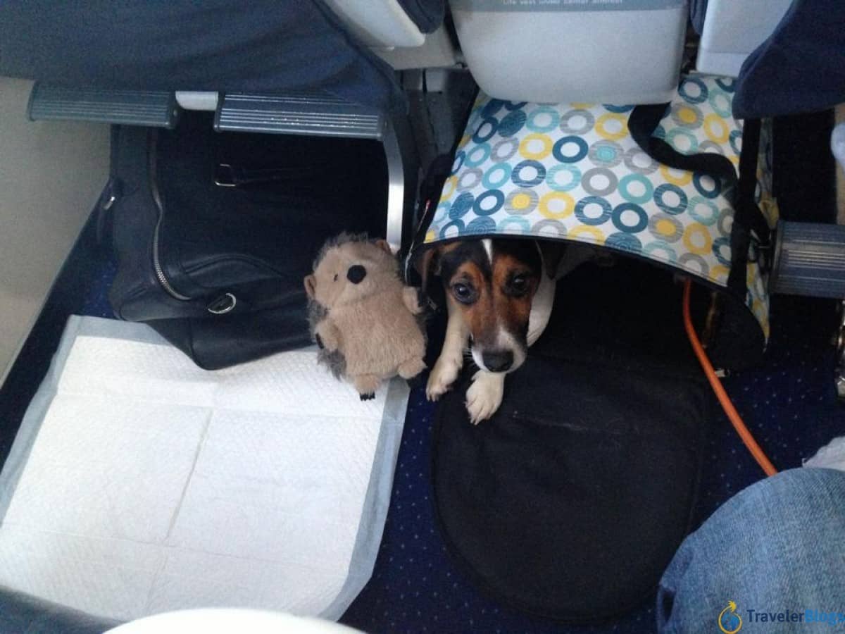 Собака в салоне самолета