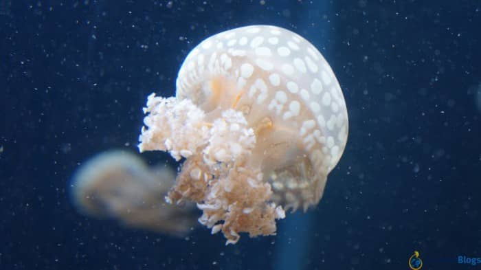Космически красивые медузы