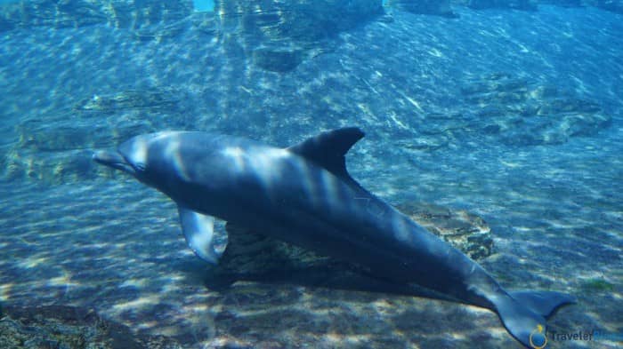 Дельфинчик рассматривает посетителей