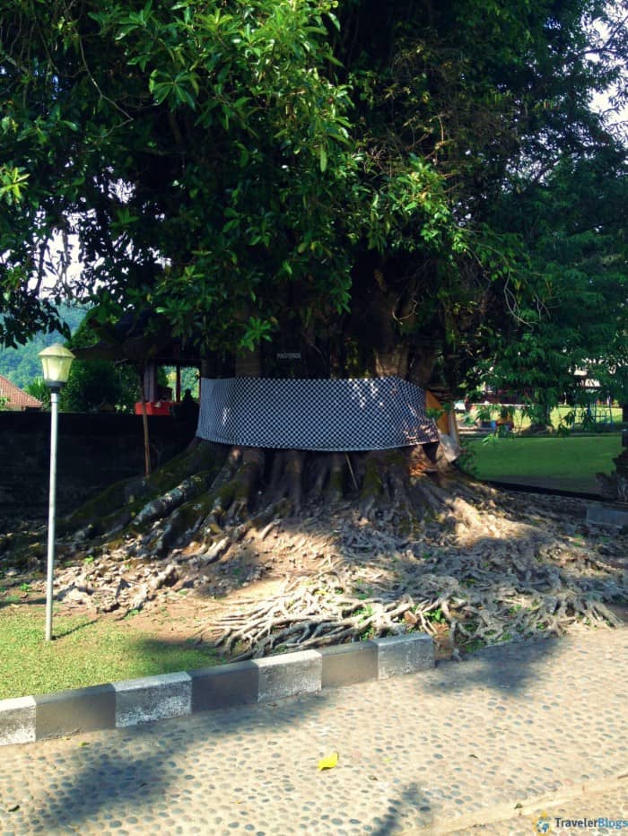 Даже деревья на Бали волшебные