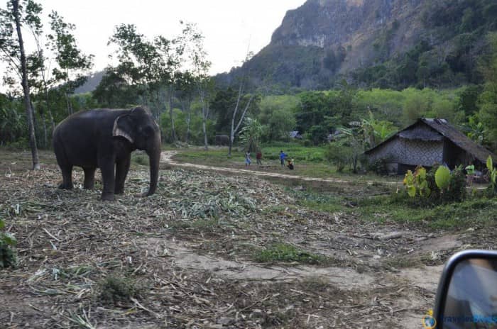 Обычная тайская деревня и труженик слон 