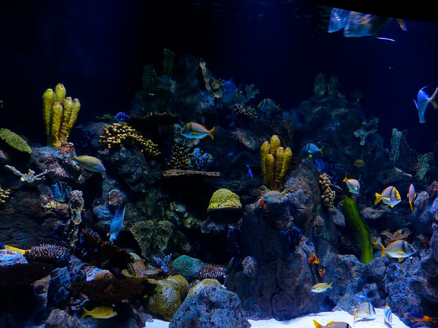 губки греция коралловый риф