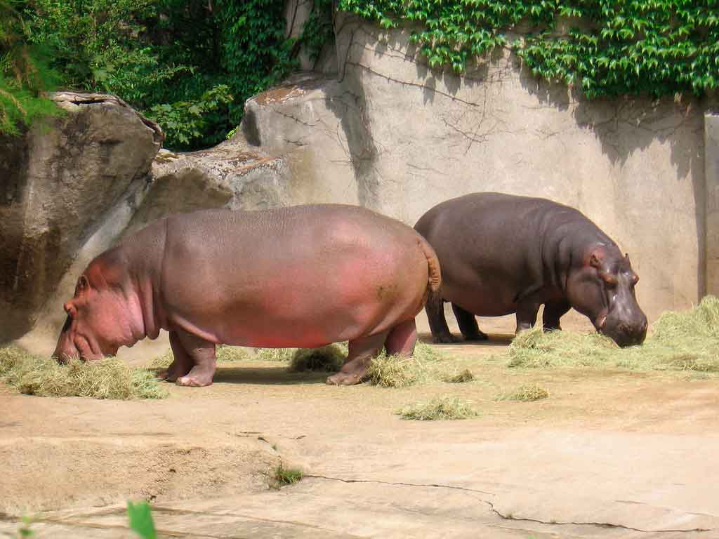 венсенский зоопарк париж бегемоты