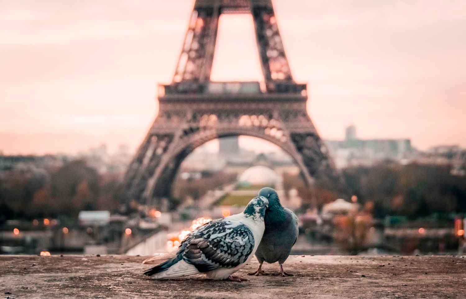 голуби на фоне эйфелевой башни