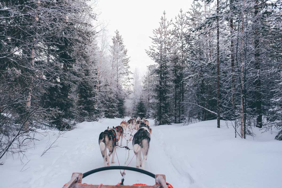Поездка на собачей упряжке в Финляндии. Хаски.