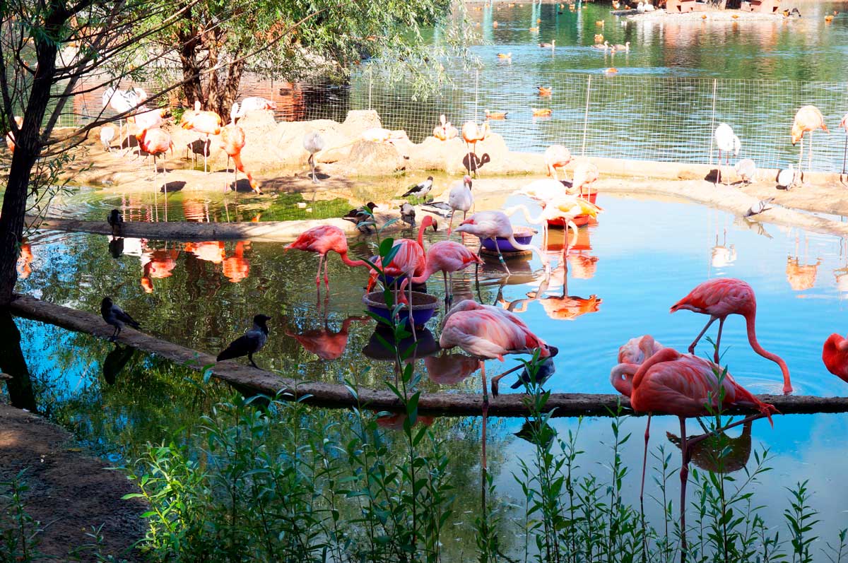 Московский зоопарк. Розовые фламинго.
