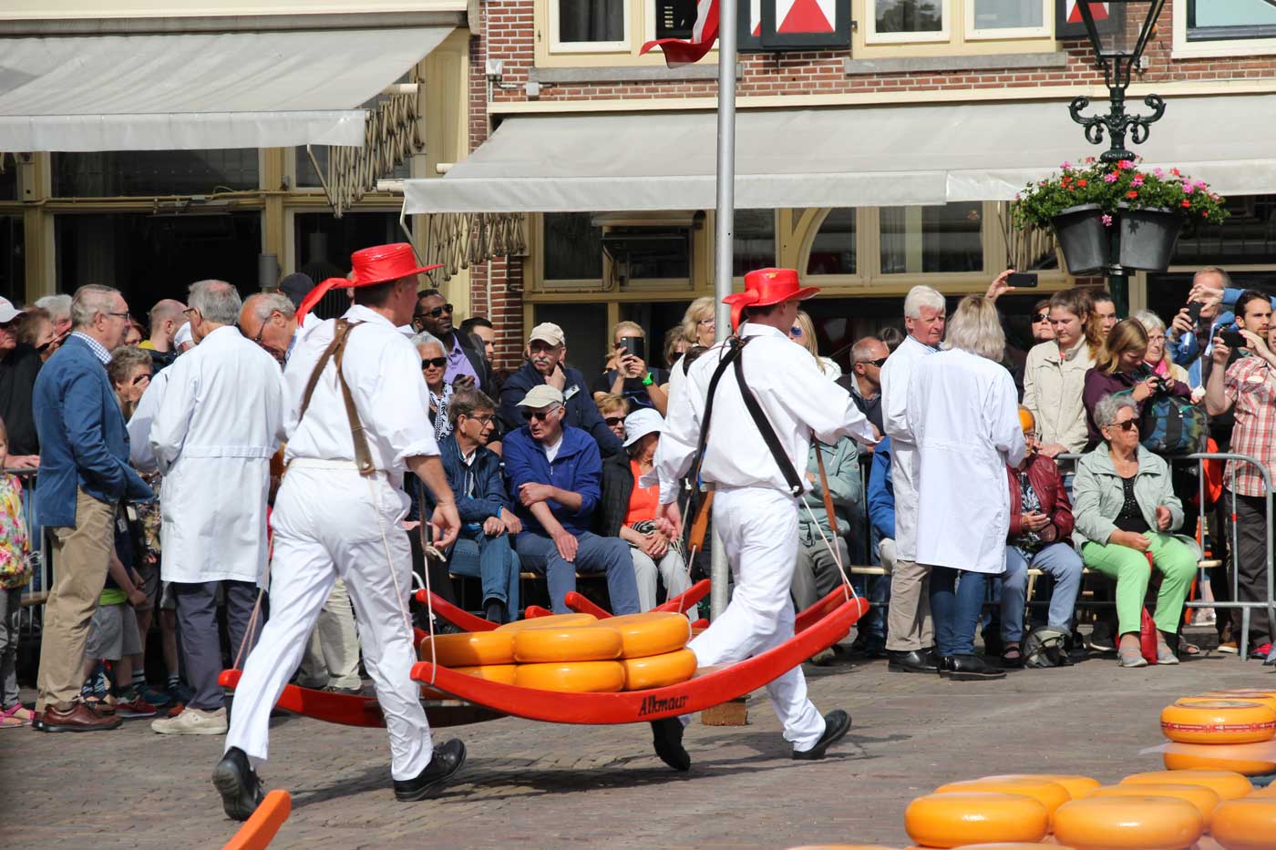 Двое мужчин в белых костюмах и красных шляпах с помощью специальных носилок несут 9 головок сыра.