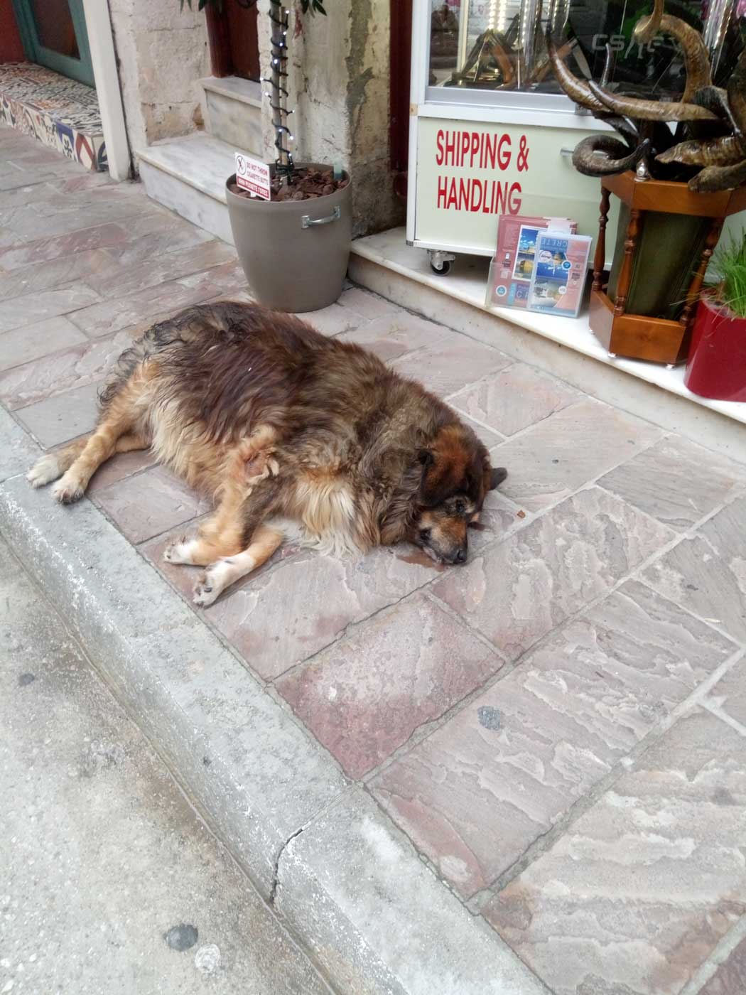 Толстая лохматая собака спит по центру тротуара.